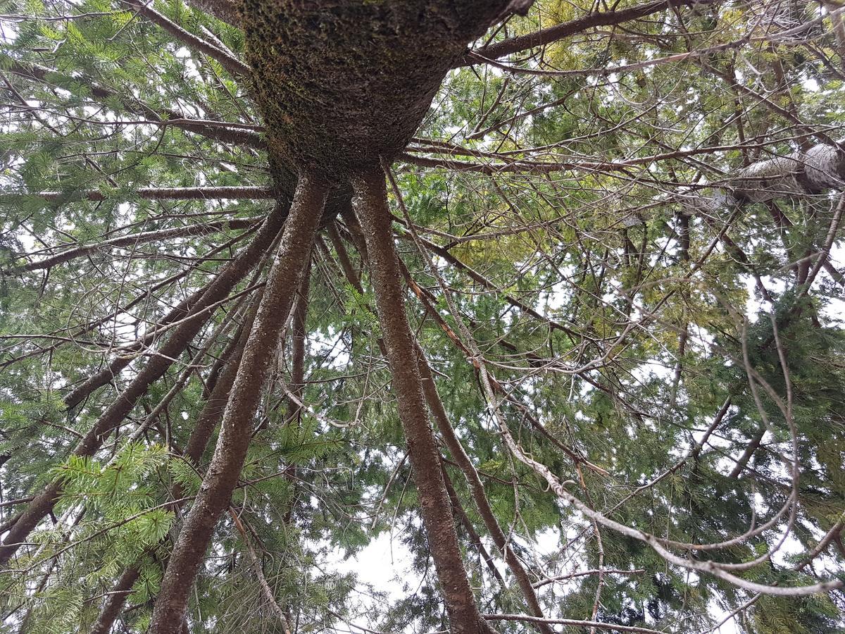 روتوندا Le Chalet Del Pollino المظهر الخارجي الصورة